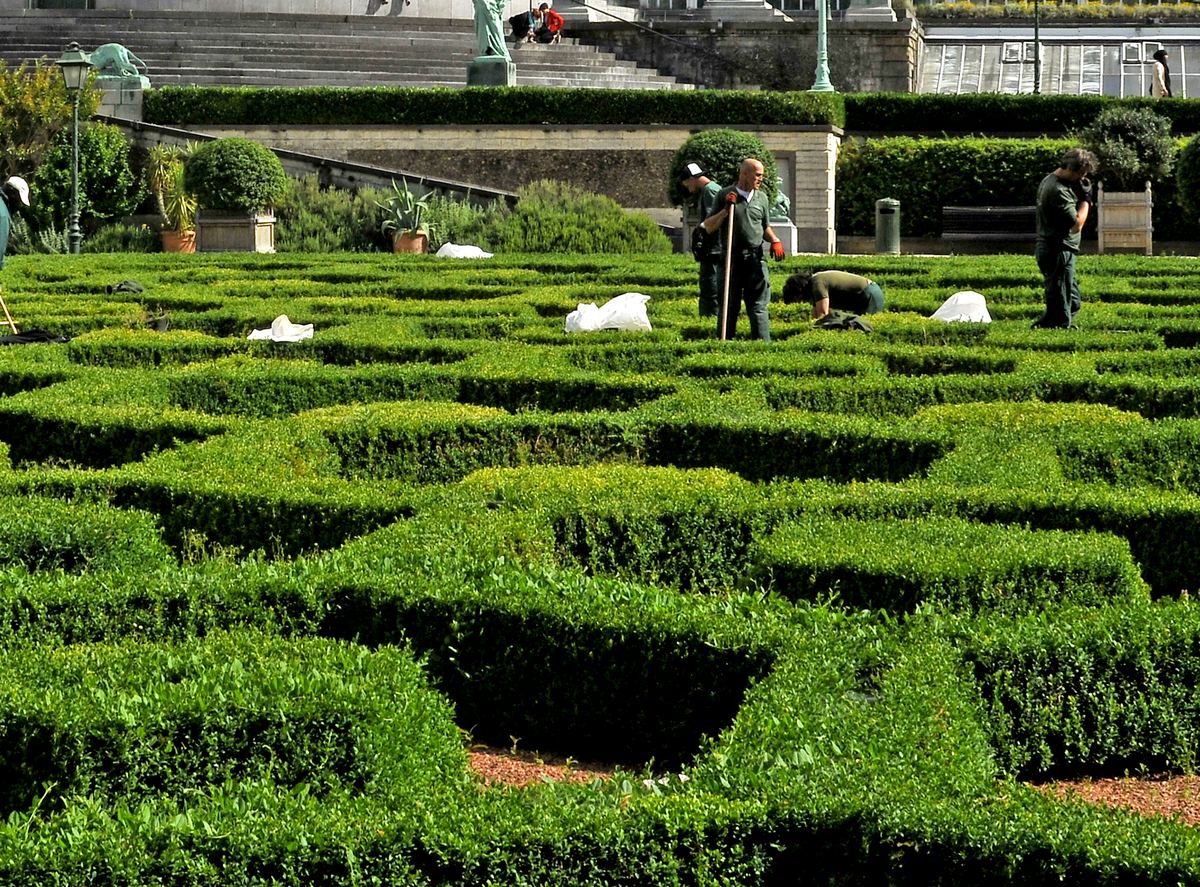 Tuinmannen aan het werk tussen strak geschoren buxushagen