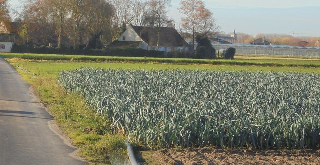 Een veld met prei aan een landweg in Vlaanderen