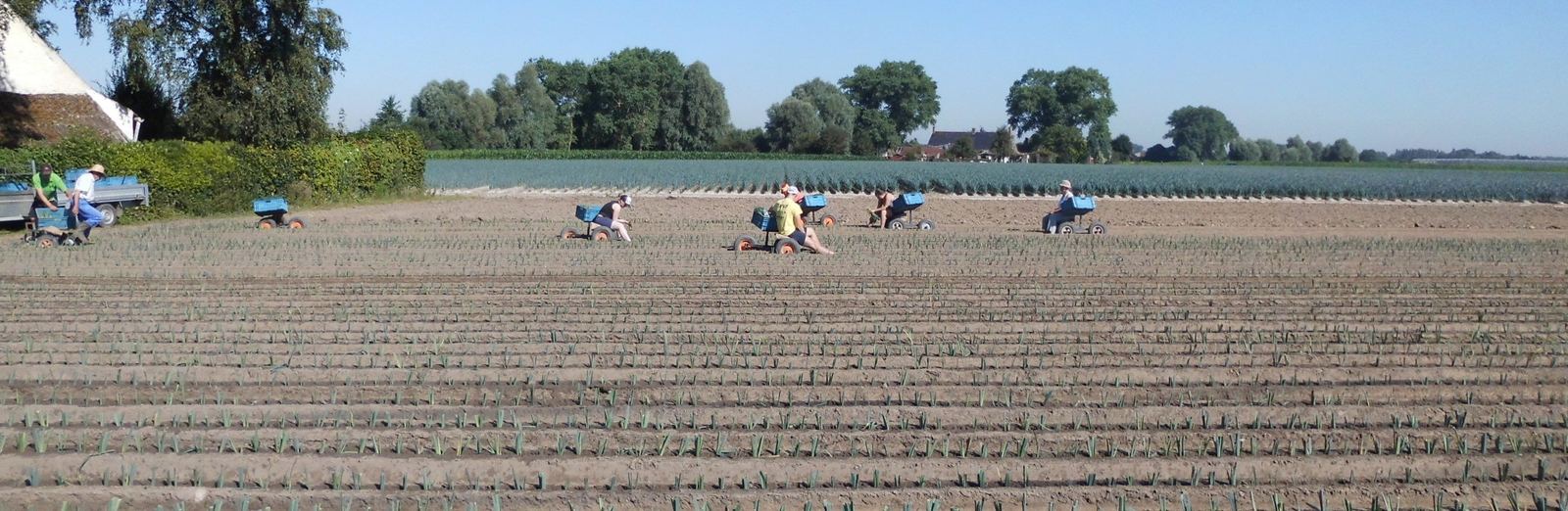 Mensen planten winterprei op een pas bewerkt veld in Vlaanderen