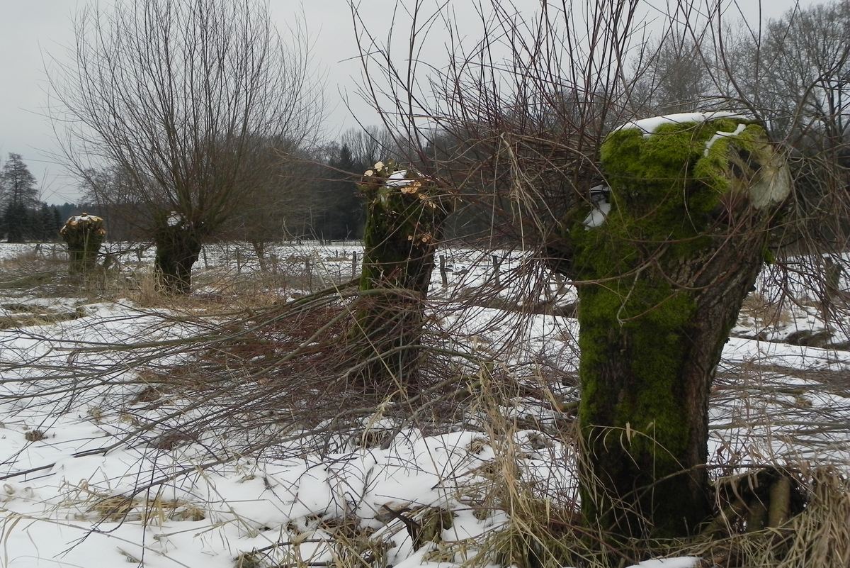 Pas geknotte wilgen in een winters weiland, het snoeisel ligt nog rond de stammen